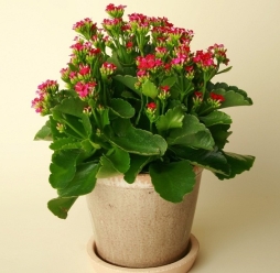 HOA SỐNG ĐỜI TẾT