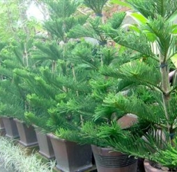 Cây tùng bách tán