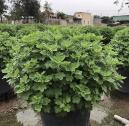 CÚC MÂM XÔI CHƯNG TẾT