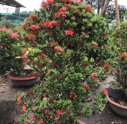 HOA MẪU ĐƠN ĐỎ