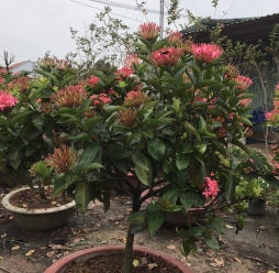 HOA MẪU ĐƠN HỒNG