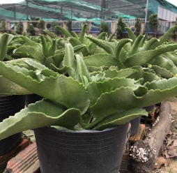 SỐNG ĐỜI CHƯNG TẾT