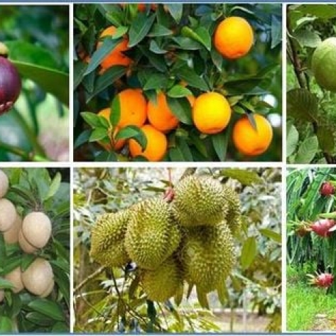 Cây Ăn Quả Dễ Trồng Khí Hậu Nam Bộ: Top 10 & Hướng Dẫn