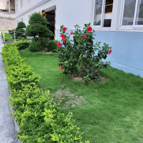 bảo dưỡng cây công trình bình dương