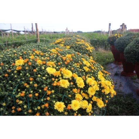 Nơi Mua Cúc Mâm Xôi Số Lượng Lớn Ở TPHCM: Cẩm Nang Toàn Diện