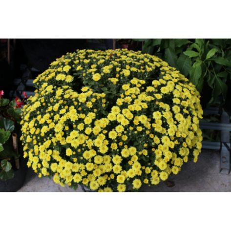 Tìm đâu địa chỉ uy tín chuyên bán cúc mâm xôi giá rẻ Bình Dương?