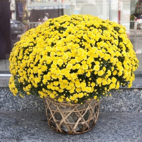 Nơi nào chuyên bán hoa tết giá sỉ Bình Dương uy tín top đầu thị trường?