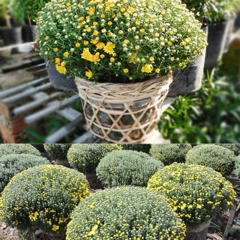 Tìm Mua Cúc Mâm Xôi Giá Tốt Ở Bình Dương: Cẩm Nang Toàn Diện Dịp Tết