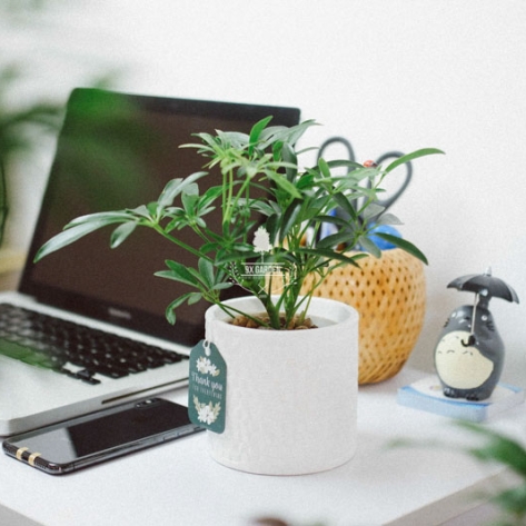 Tìm đâu địa chỉ chuyên cung cấp cây để bàn làm việc trong văn phòng uy tín?