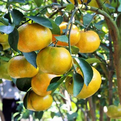 Lợi Ích Và Cách Trồng Cây Ăn Trái Cho Gia Đình