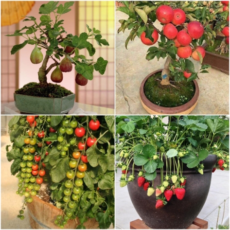 Trồng Cây Ăn Quả Trong Chậu: Hướng Dẫn Chi Tiết Cho Người Mới