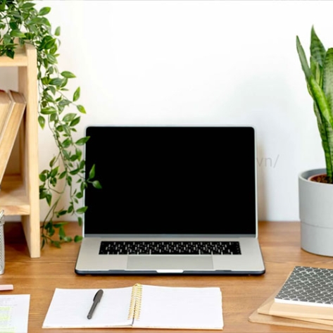 Đơn vị chuyên cung cấp cây cảnh để bàn cho dân văn phòng số lượng lớn uy tín