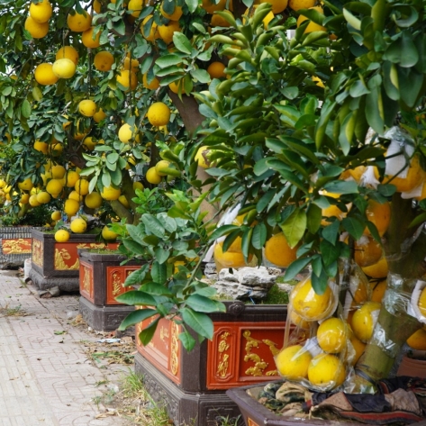 Mua Cây Kiểng Chưng Tết Tại TPHCM: Cuộc Chiến Giữa "Giá Tốt" và "Gu Thẩm Mỹ"