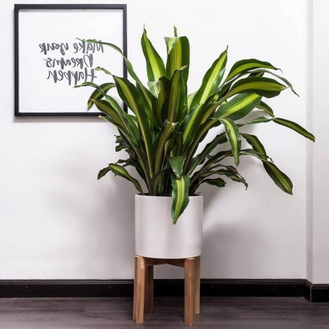 Đâu là đơn vị chuyên cung cấp cây cảnh văn phòng dễ chăm sóc đáng tin cậy?