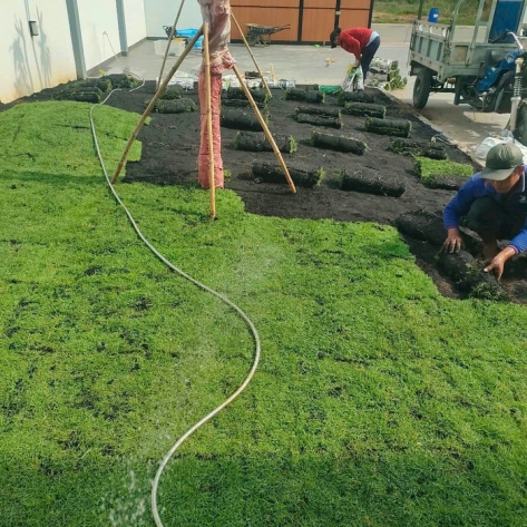 Cây kiểng trang trí công ty ở Bình Dương đa dạng lựa chọn