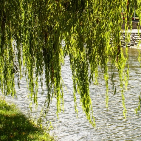 Hướng Dẫn Trồng Và Chăm Sóc Cây Liễu Rũ Cho Không Gian Xanh Mát