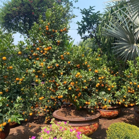 Nơi Bán Quất Cảnh Đẹp Ở Bình Dương: Cẩm Nang Chọn Và Mua Sắm Chuẩn Tết