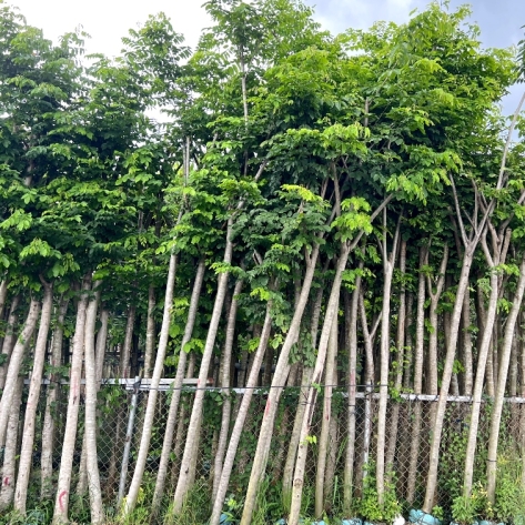 Tìm cây bóng mát sân vườn ở Bến Cát đẹp và bền