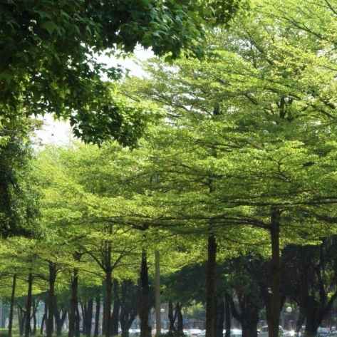 Cây Công Trình Tại TPHCM | Mua Bán & Thi Công Chuyên Nghiệp 2026