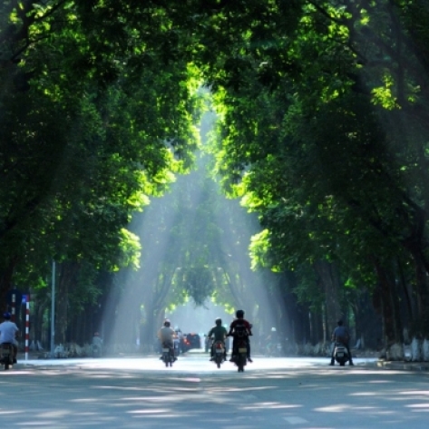 Xu Hướng Lựa Chọn Cây Công Trình Giá Sỉ Cho Cảnh Quan Đô Thị Hiện Đại