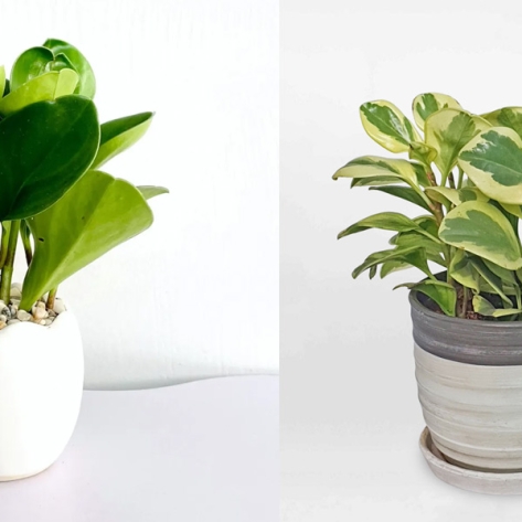 Bạn đang tìm kiếm đơn vị chuyên cung cấp cây xanh văn phòng nhỏ gọn đáng tin cậy?