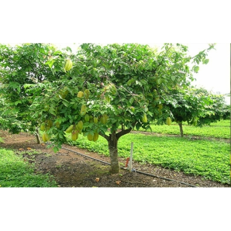 Cung Cấp Cây Ăn Quả Bình Dương Giá Tốt, Giao Nhanh