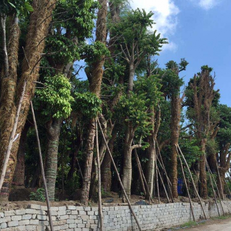 Chuyên cung cấp cây công trình tại Bình Dương – Giải pháp cho công trình xanh bền vững