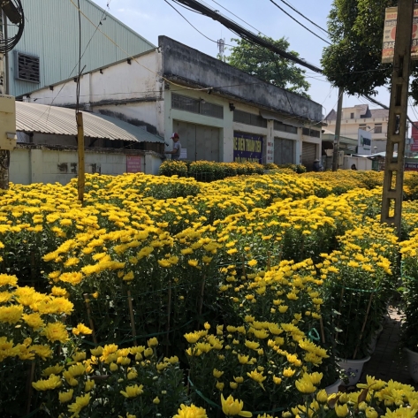 Mua Cúc Đại Đóa Trồng Chậu Số Lượng Lớn Ở Bình Dương: Cẩm Nang Toàn Diện