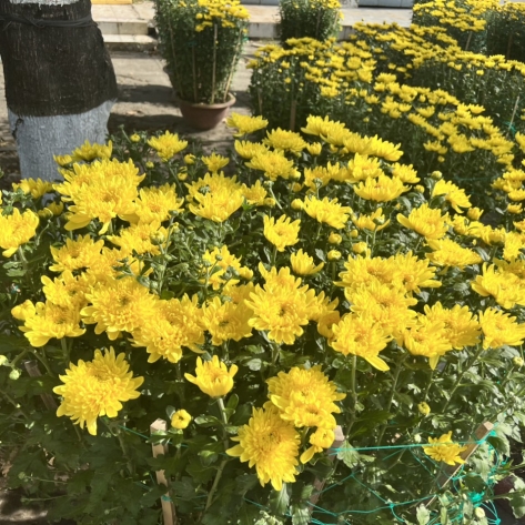 Thị Trường Cúc Đại Đóa Bình Dương: Cuộc Cạnh Tranh Giữa "Giá Tốt" và "Chất Lượng Chậu"