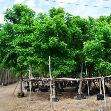 Địa chỉ chuyên cung cấp cây công trình tại Bình Dương uy tín, đáng tin cậy nhất
