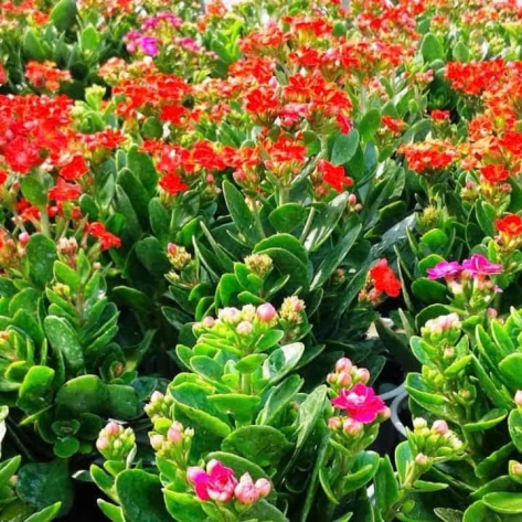 Nơi chuyên cung cấp hoa sống đời số lượng lớn với mức giá tốt nhất