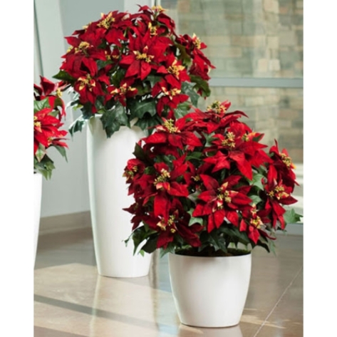 Tham khảo ngay địa chỉ chuyên cung cấp hoa tết giá rẻ TpHCM uy tín