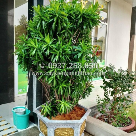 Một số nguyên tắc khi tưới nước cho cây, bạn đã biết chưa?
