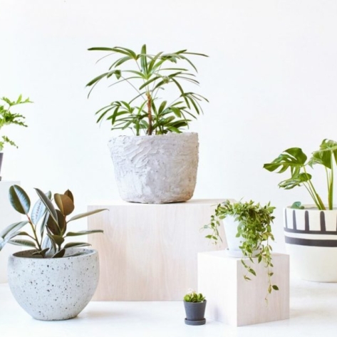 Mua cây văn phòng tại TP.HCM tại đơn vị nào đáng tin cậy, giá cả tốt?