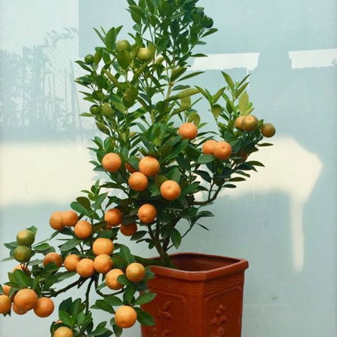 Mua Quất Cảnh Chưng Tết TP.HCM: Hướng Dẫn Toàn Diện Từ A Đến Z