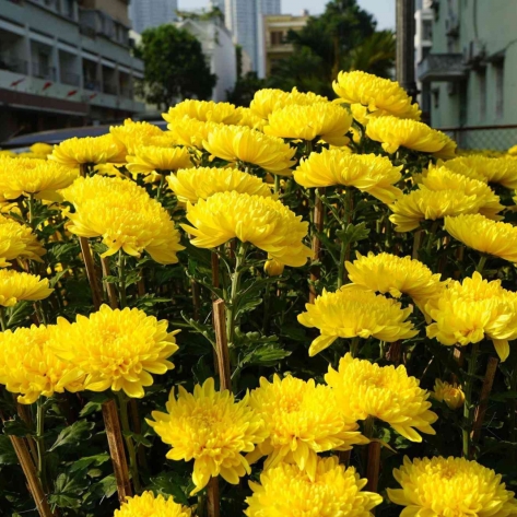 Cẩm Nang Mua Cúc Đại Đóa Giá Tốt Ở Bình Dương Cho Dịp Tết Trọn Vẹn