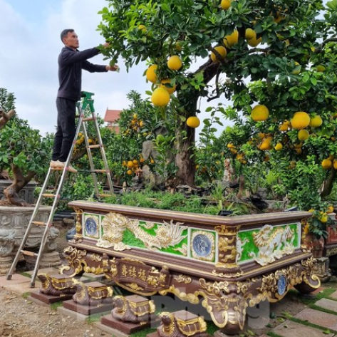Mua Cây Ăn Quả Chiều Cao Sẵn Bình Dương Giá Rẻ Uy Tín