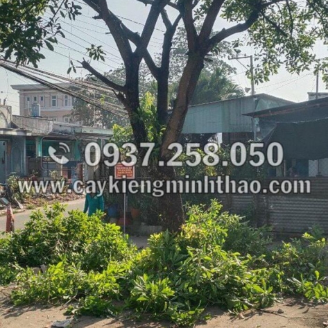 Trồng cây bóng mát như thế nào để tốt nhất?