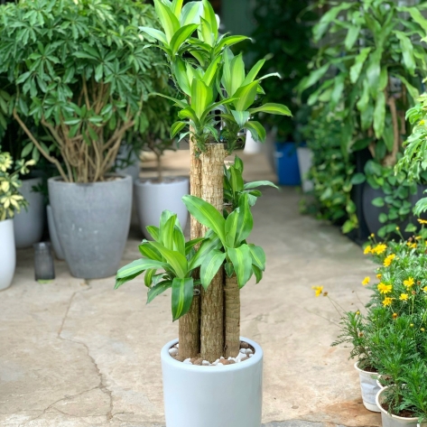 Những loại cây cảnh phong thủy giúp bạn rước tài lộc vào nhà