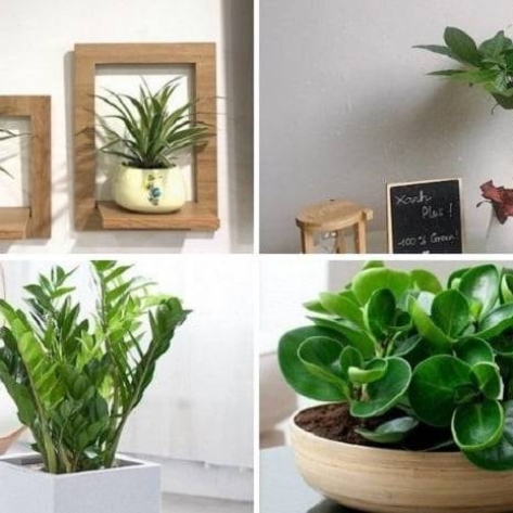 Khám phá ngay đơn vị chuyên cung cấp cây văn phòng để bàn giá rẻ