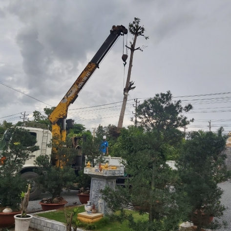 Cây cảnh sân vườn 