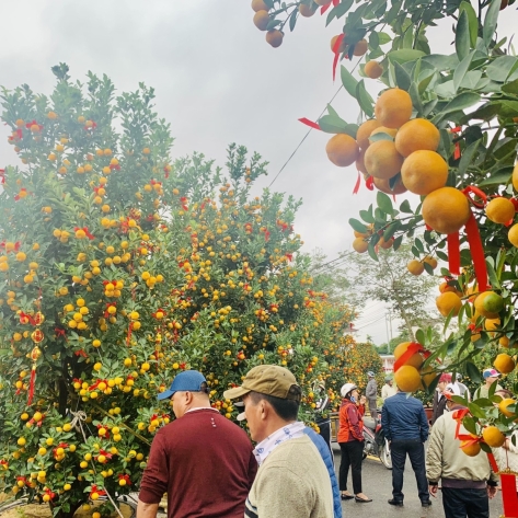 Mua Quất Cảnh Chưng Tết TPHCM: Xu Hướng "Quất Dáng Thế" Lên Ngôi và Mẹo Vặt Né Cây "Chích Thuốc"