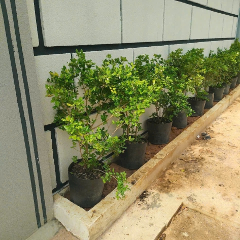 Nơi Bán Cây Kiểng Đẹp TPHCM | Cây Kiểng Minh Thảo Uy Tín