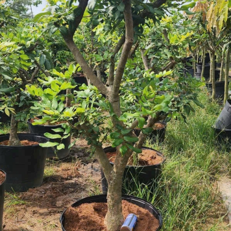 Cây Kiểng Giá Sỉ TPHCM | Nguồn Cung Ổn Định - Giá Tốt