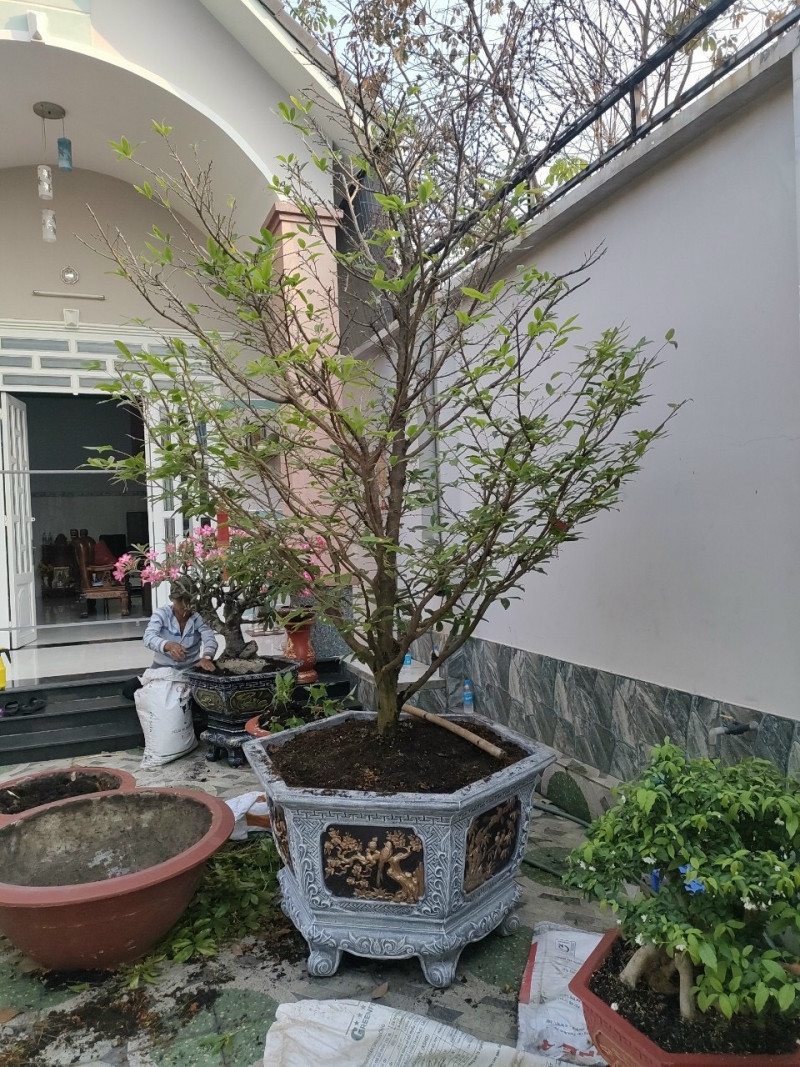 caykiengminhthao.com