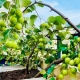 Cẩm Nang Trồng Cây Ăn Quả Trong Chậu: Biến Sân Thượng Thành Vườn Trái Cây Thu Nhỏ
