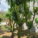 Địa chỉ cây bóng mát sân vườn giá tốt uy tín hiện nay