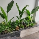 Đâu là địa chỉ chuyên cung cấp cây kiểng sân vườn biệt thự tại Bình Dương uy tín?