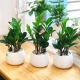 5 yếu tố cần cân nhắc khi chọn cây bóng mát cho khuôn viên