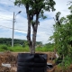 Tìm kiếm cửa hàng cung cấp cây bóng mát Bình Dương